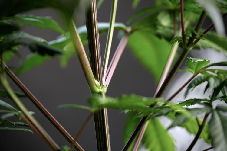 LSD Zamnesia Trippping. Week 5 - LSD #1