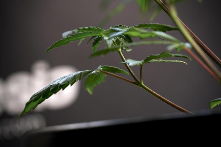 LSD Zamnesia Trippping. Week 5 - LSD #1