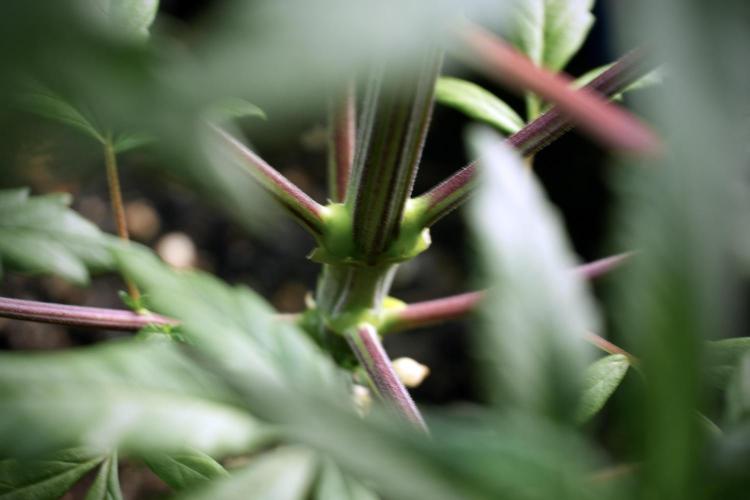 LSD Zamnesia Trippping. Week 5 - LSD #1