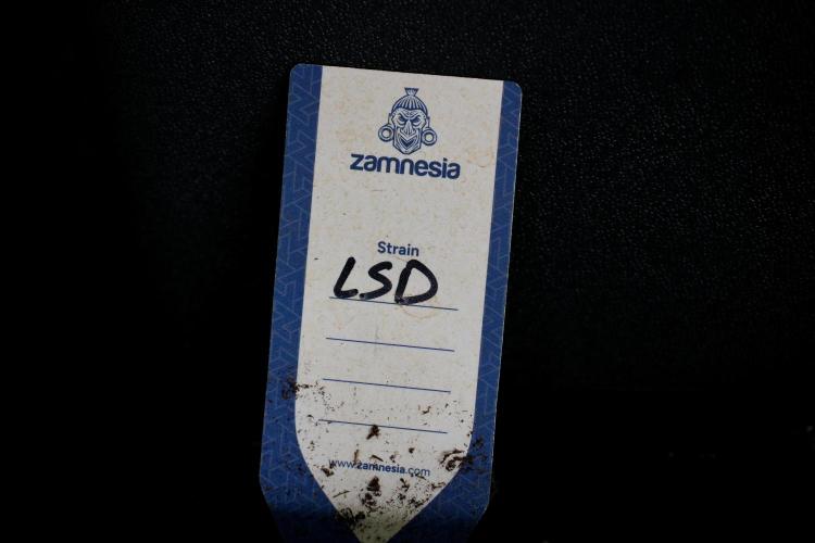 LSD Zamnesia Trippping. Week 5 - LSD #2