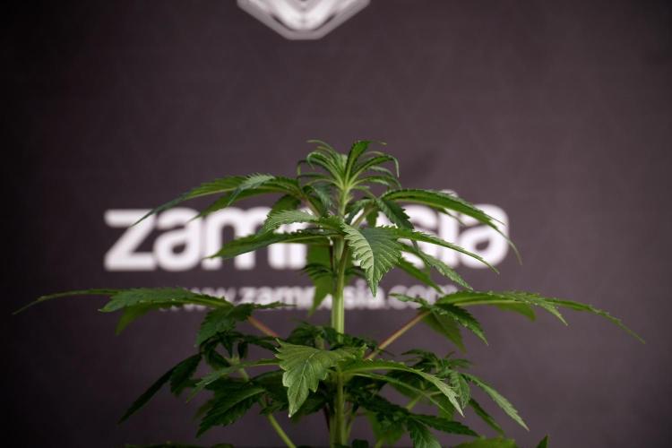 LSD Zamnesia Trippping. Week 5 - LSD #2