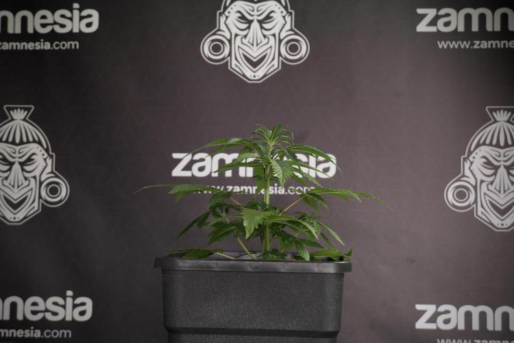 LSD Zamnesia Trippping. Week 5 - LSD #2