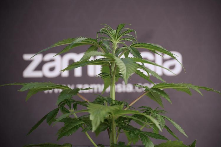 LSD Zamnesia Trippping. Week 5 - LSD #2