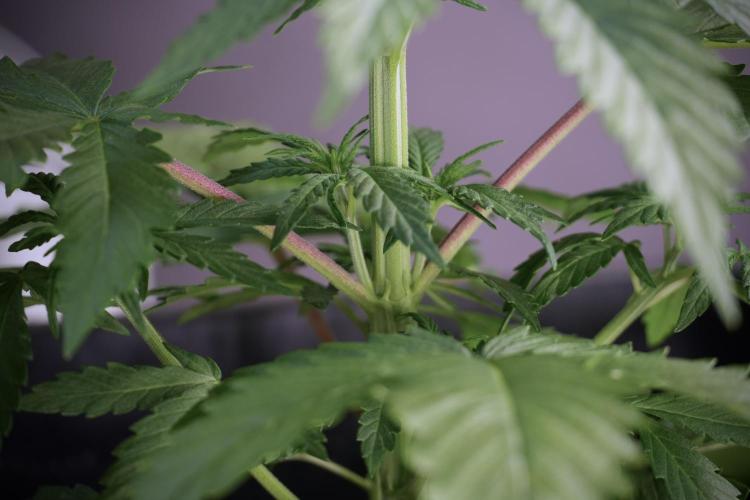 LSD Zamnesia Trippping. Week 5 - LSD #2