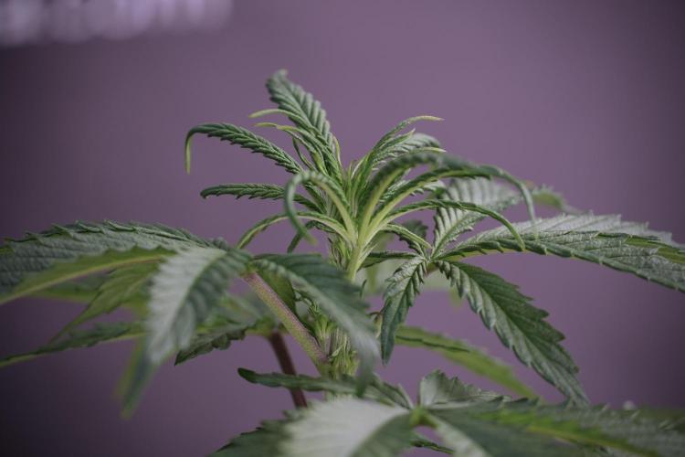 LSD Zamnesia Trippping. Week 5 - LSD #2