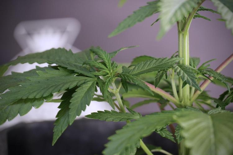 LSD Zamnesia Trippping. Week 5 - LSD #2