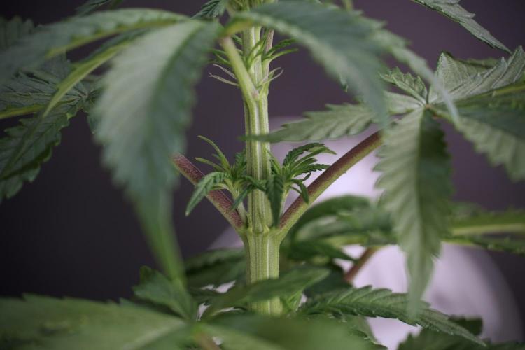 LSD Zamnesia Trippping. Week 5 - LSD #2