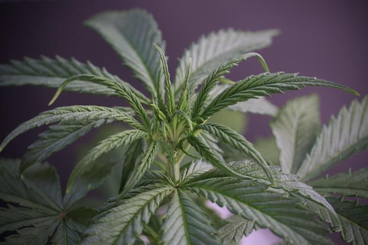 LSD Zamnesia Trippping. Week 5 - LSD #2