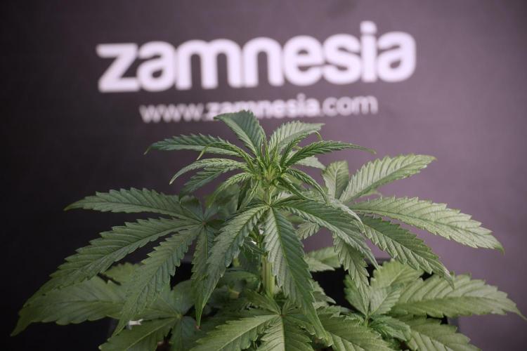 LSD Zamnesia Trippping. Week 5 - LSD #2