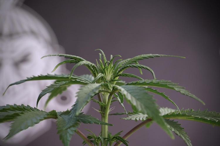 LSD Zamnesia Trippping. Week 5 - LSD #2