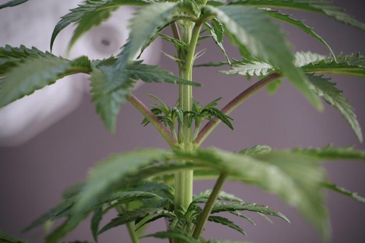 LSD Zamnesia Trippping. Week 5 - LSD #2