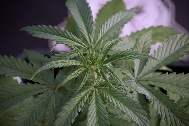 LSD Zamnesia Trippping. Week 5 - LSD #2