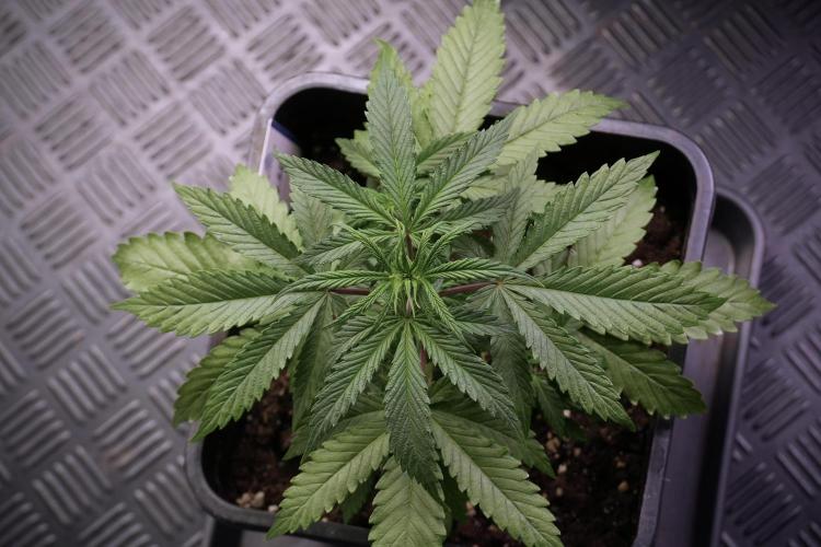 LSD Zamnesia Trippping. Week 5 - LSD #2