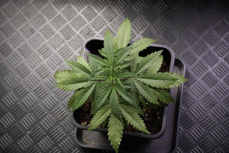 LSD Zamnesia Trippping. Week 5 - LSD #2