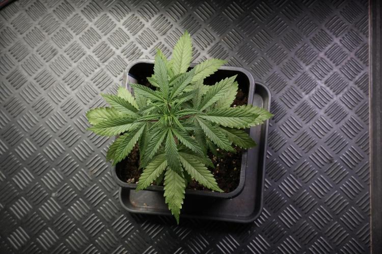 LSD Zamnesia Trippping. Week 5 - LSD #2