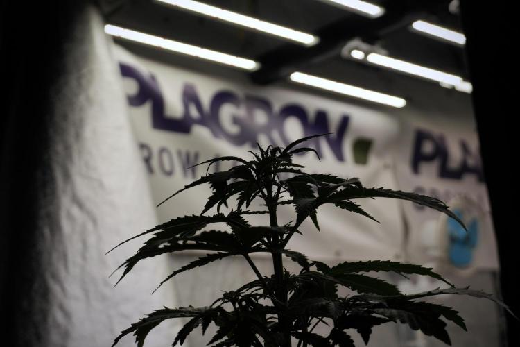 LSD Zamnesia Trippping. Week 5 - LSD #2