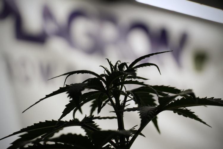 LSD Zamnesia Trippping. Week 5 - LSD #2