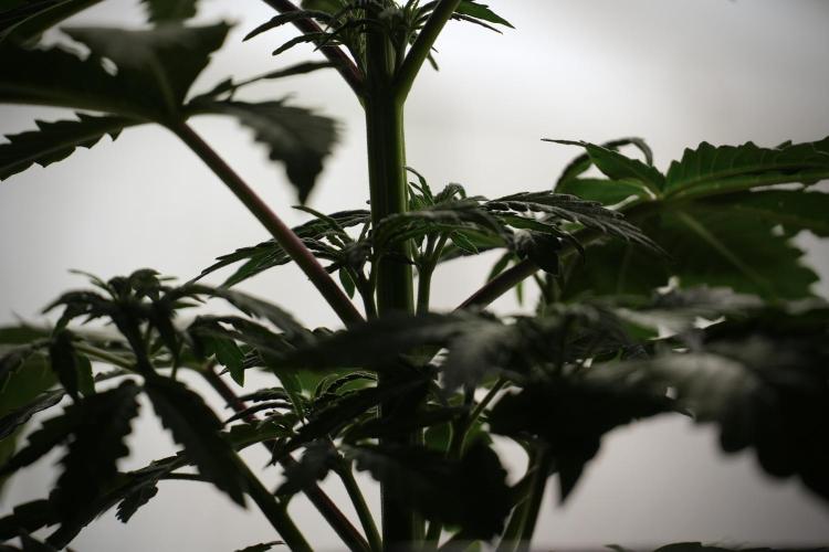 LSD Zamnesia Trippping. Week 5 - LSD #2