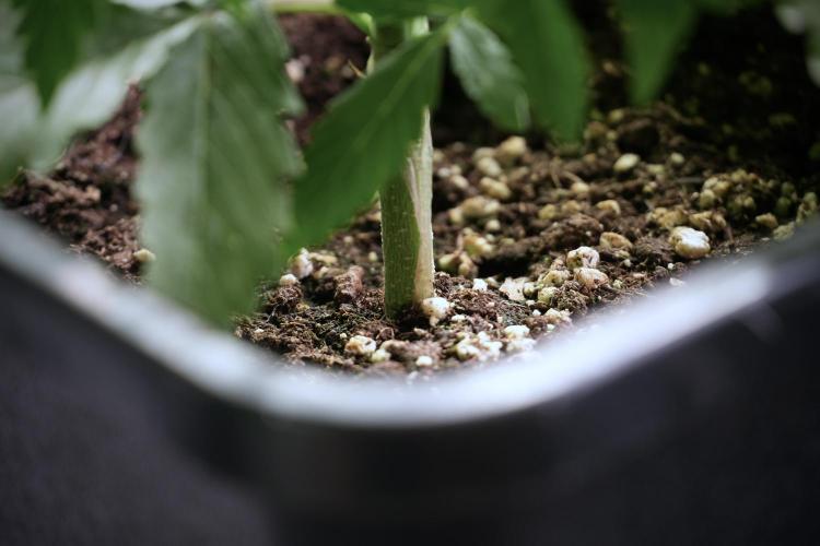 LSD Zamnesia Trippping. Week 5 - LSD #2