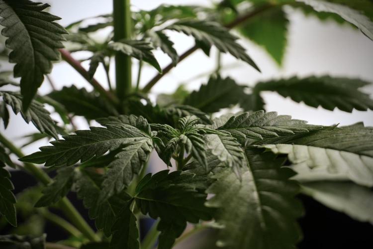 LSD Zamnesia Trippping. Week 5 - LSD #2