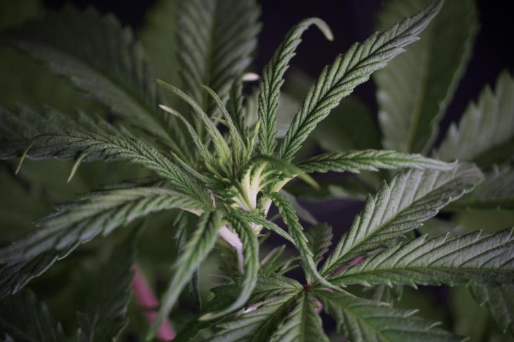 LSD Zamnesia Trippping. Week 5 - LSD #2