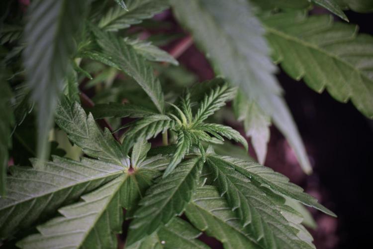 LSD Zamnesia Trippping. Week 5 - LSD #2