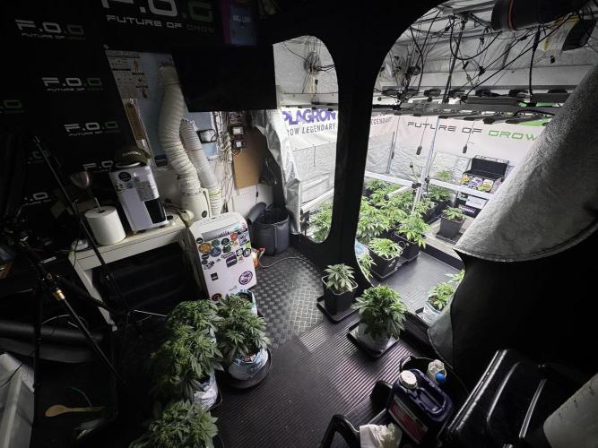 LSD Zamnesia Trippping. Week 5 - Room and vibes 