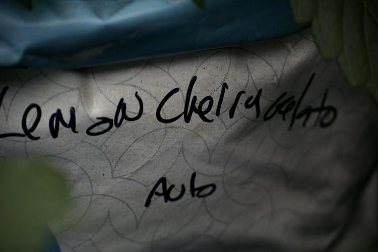 Lemon Cherry Gelato YumYum. Week 5 - Lemon cherry Gelato