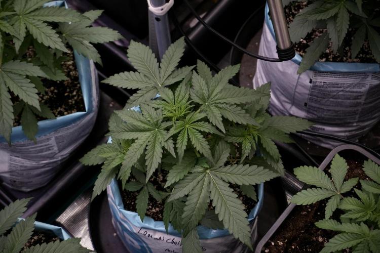 Lemon Cherry Gelato YumYum. Week 5 - Lemon cherry Gelato