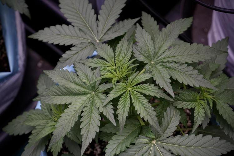 Lemon Cherry Gelato YumYum. Week 5 - Lemon cherry Gelato