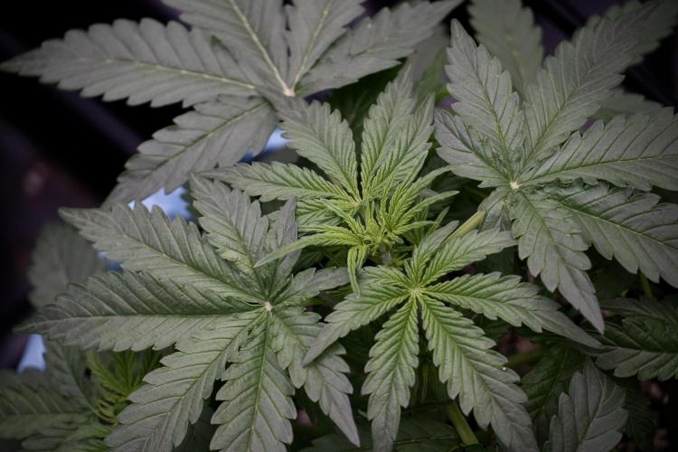 Lemon Cherry Gelato YumYum. Week 5 - Lemon cherry Gelato