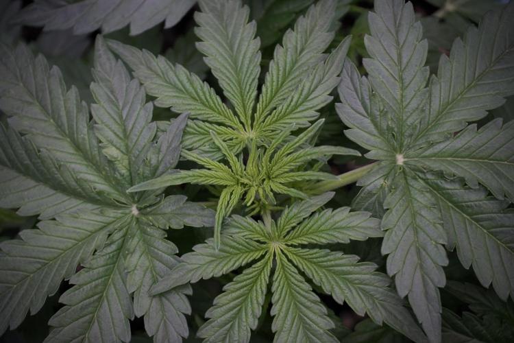 Lemon Cherry Gelato YumYum. Week 5 - Lemon cherry Gelato