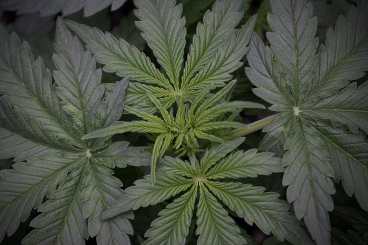 Lemon Cherry Gelato YumYum. Week 5 - Lemon cherry Gelato