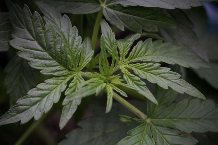 Lemon Cherry Gelato YumYum. Week 5 - Lemon cherry Gelato