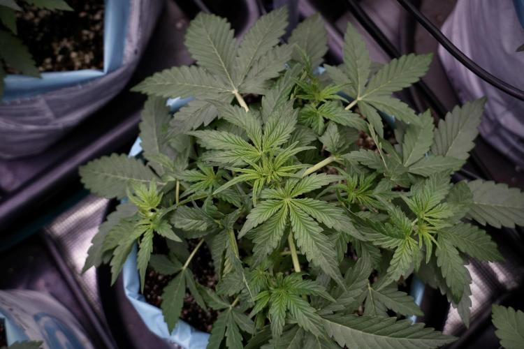 Lemon Cherry Gelato YumYum. Week 5 - Lemon cherry Gelato