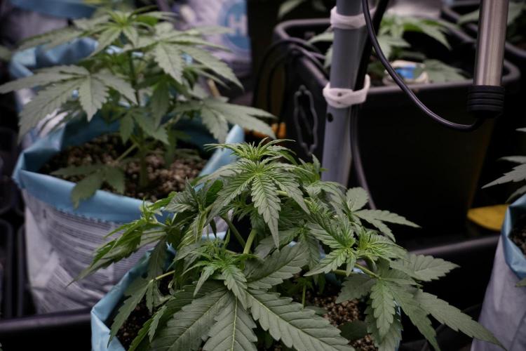 Lemon Cherry Gelato YumYum. Week 5 - Lemon cherry Gelato