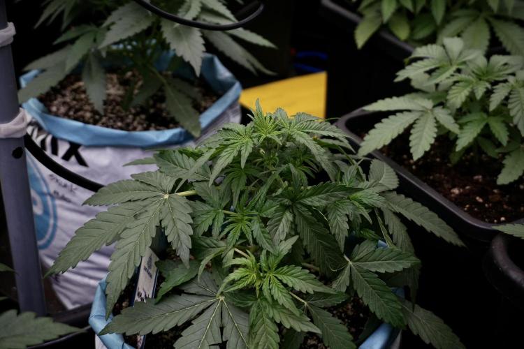 Lemon Cherry Gelato YumYum. Week 5 - Lemon cherry Gelato