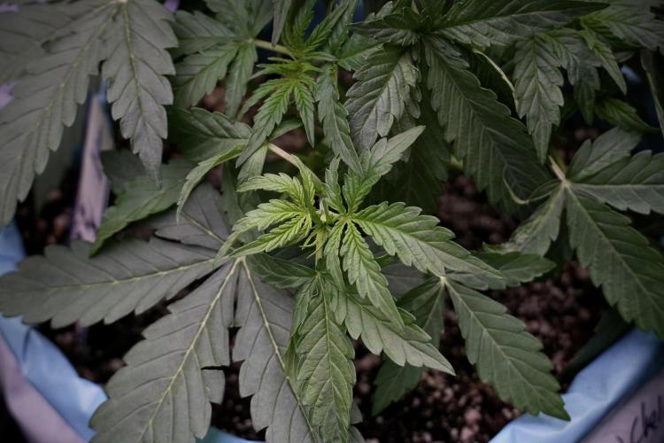 Lemon Cherry Gelato YumYum. Week 5 - Lemon cherry Gelato