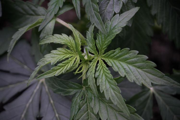 Lemon Cherry Gelato YumYum. Week 5 - Lemon cherry Gelato