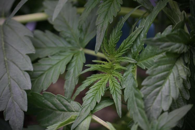 Lemon Cherry Gelato YumYum. Week 5 - Lemon cherry Gelato