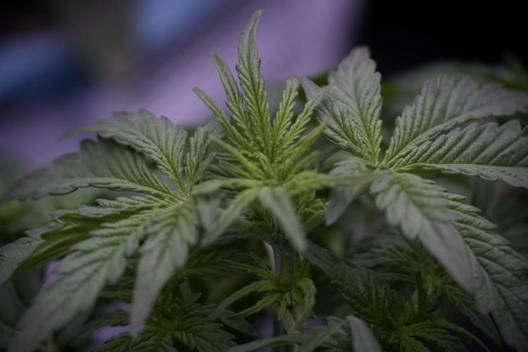 Lemon Cherry Gelato YumYum. Week 5 - Lemon cherry Gelato