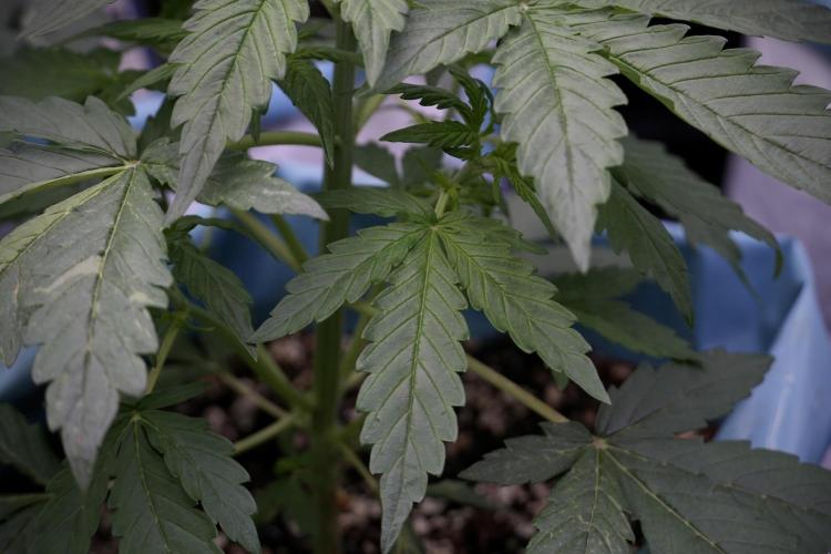 Lemon Cherry Gelato YumYum. Week 5 - Lemon cherry Gelato