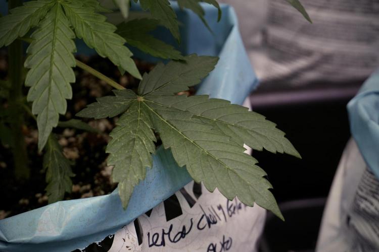 Lemon Cherry Gelato YumYum. Week 5 - Lemon cherry Gelato