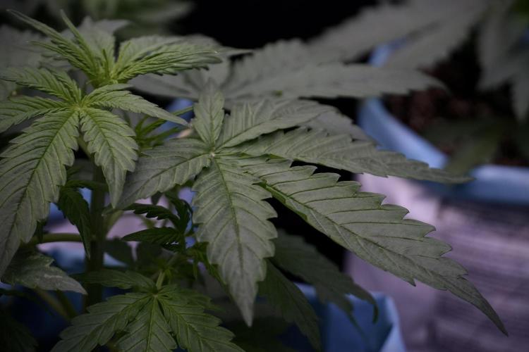 Lemon Cherry Gelato YumYum. Week 5 - Lemon cherry Gelato