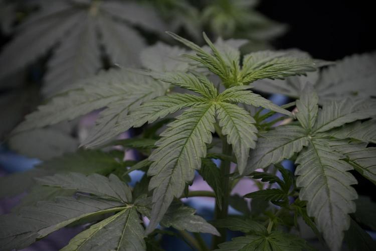 Lemon Cherry Gelato YumYum. Week 5 - Lemon cherry Gelato