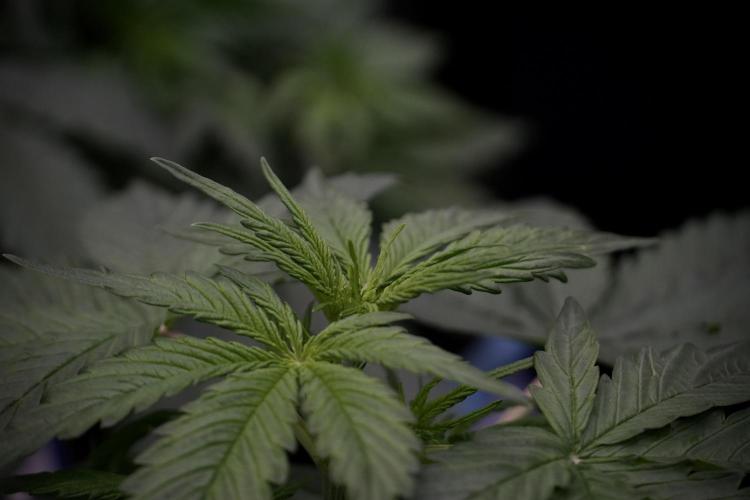 Lemon Cherry Gelato YumYum. Week 5 - Lemon cherry Gelato