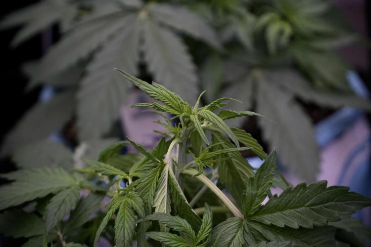 Lemon Cherry Gelato YumYum. Week 5 - Lemon cherry Gelato