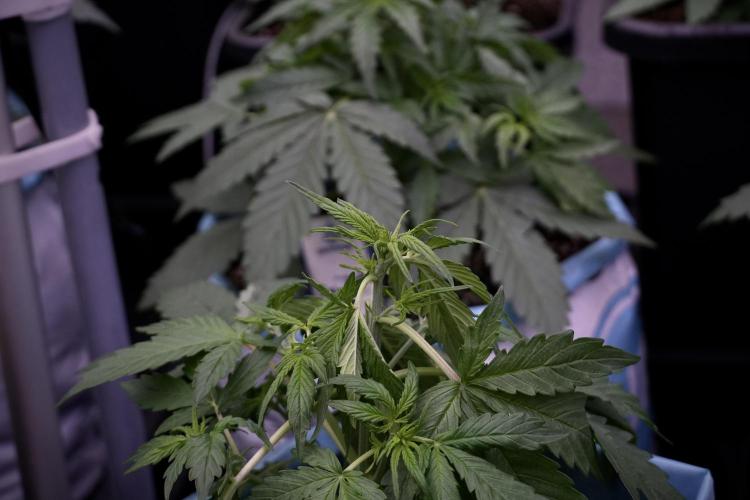 Lemon Cherry Gelato YumYum. Week 5 - Lemon cherry Gelato