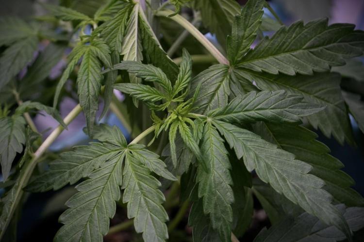 Lemon Cherry Gelato YumYum. Week 5 - Lemon cherry Gelato