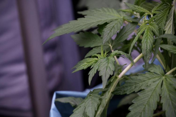 Lemon Cherry Gelato YumYum. Week 5 - Lemon cherry Gelato